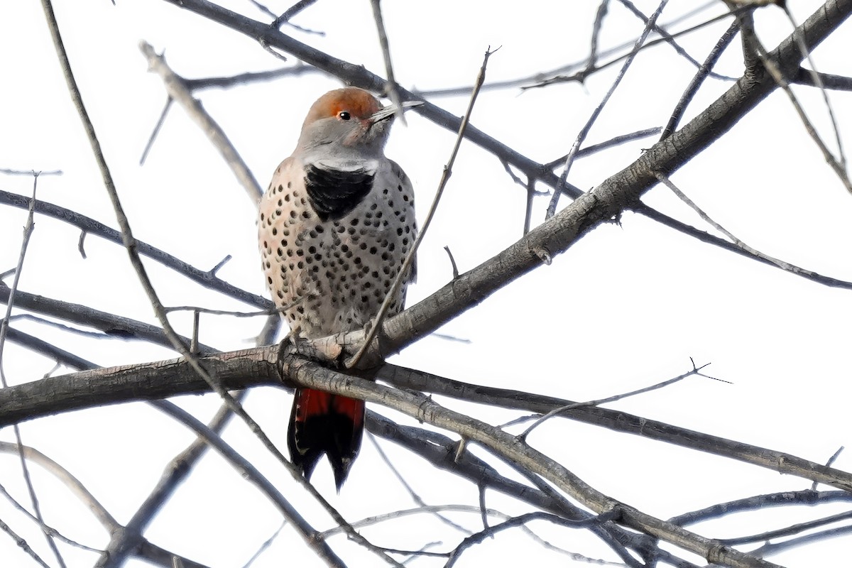 Northern Flicker - ML646089936