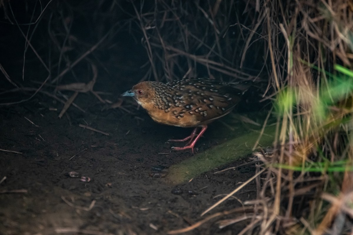 Ocellated Crake - ML646089938