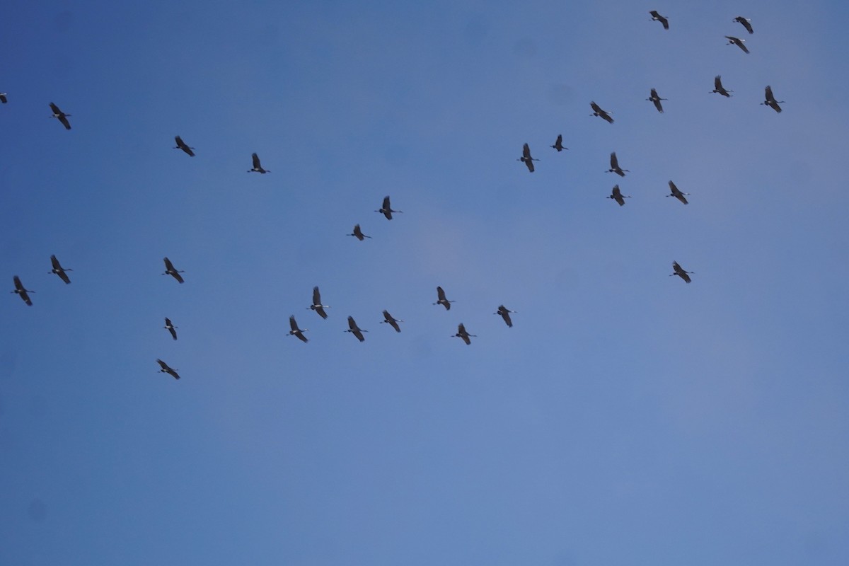 Sandhill Crane - ML646089939