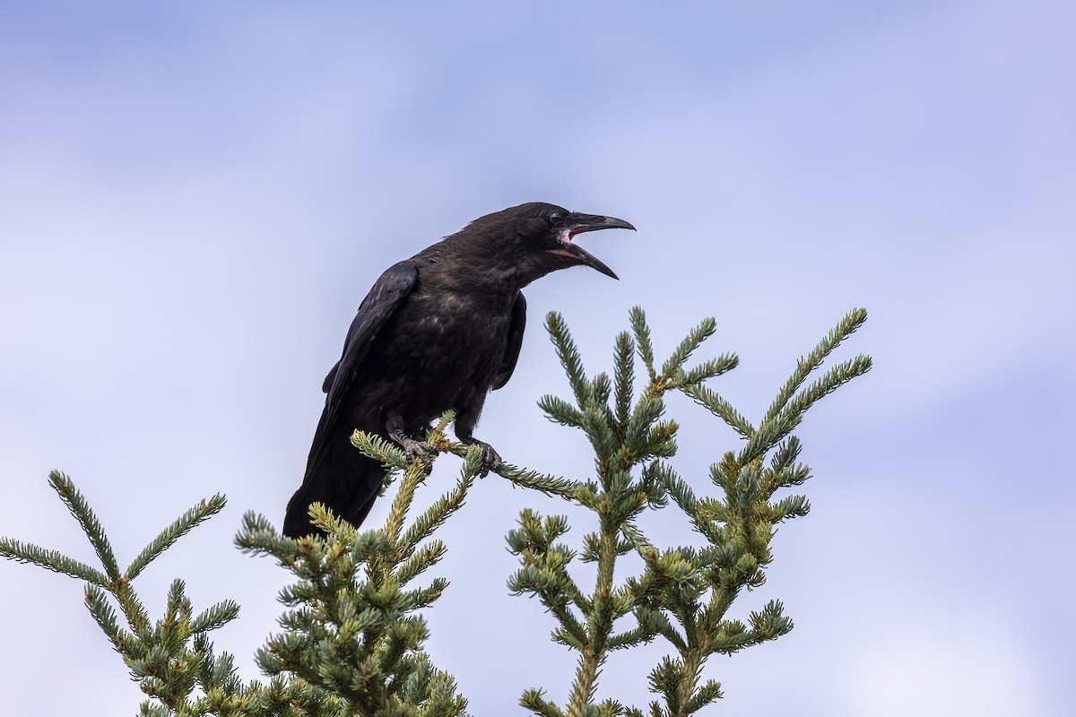 Common Raven - ML646089940
