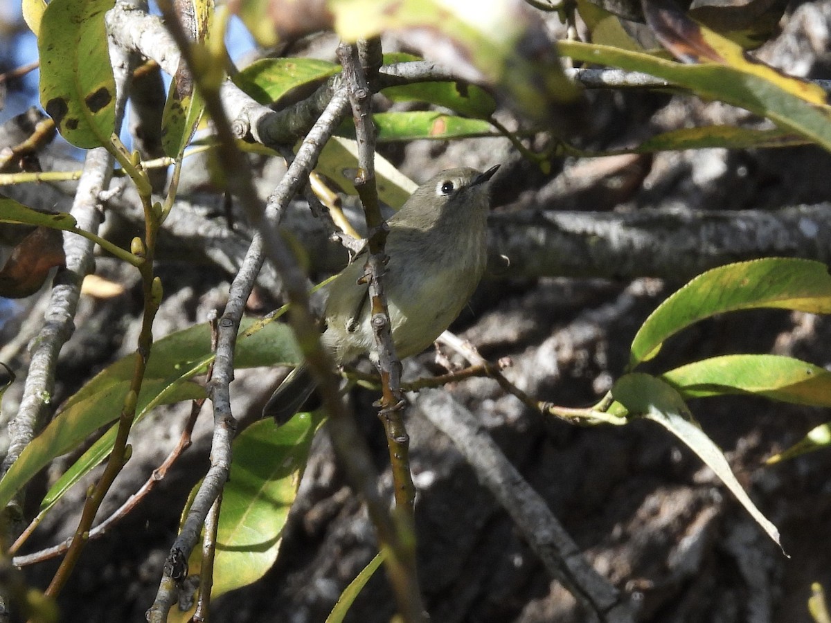 Ruby-crowned Kinglet - ML646089944