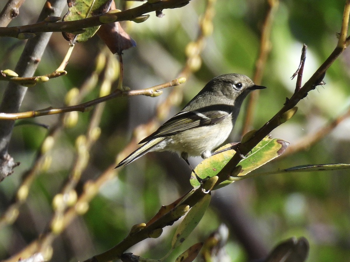 Ruby-crowned Kinglet - ML646089945