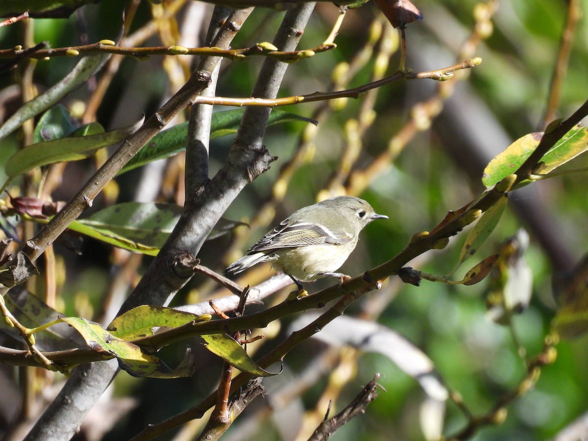 Ruby-crowned Kinglet - ML646089946