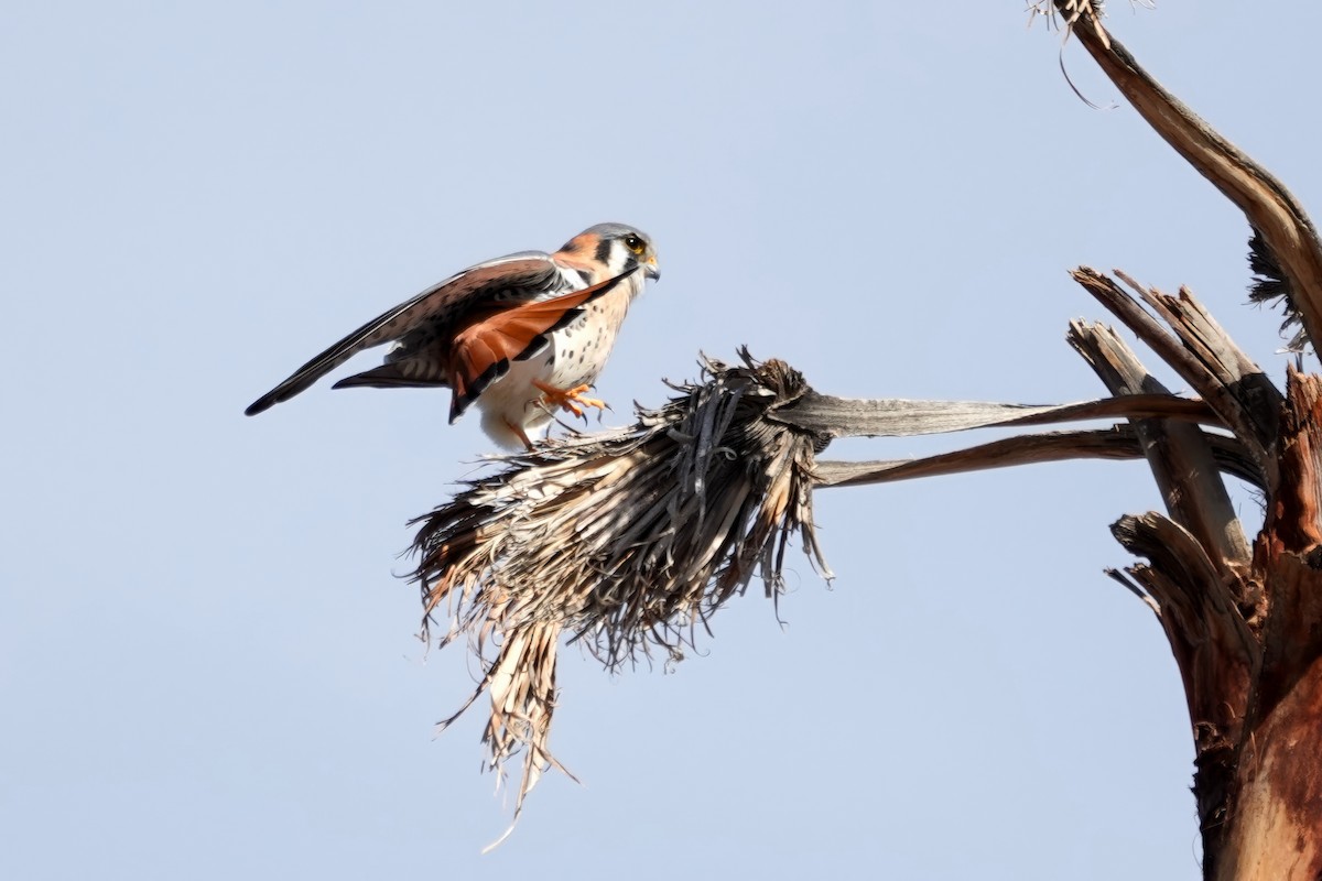 American Kestrel - ML646089948
