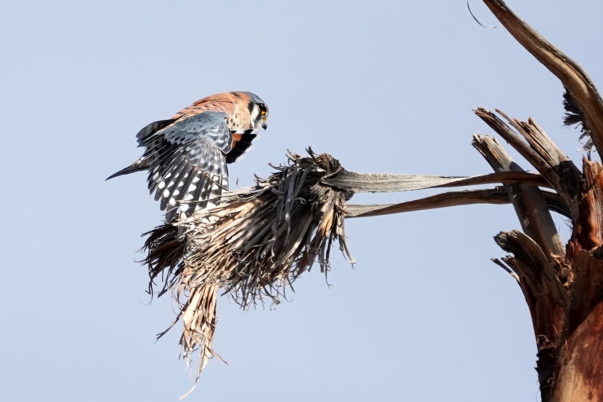 American Kestrel - ML646089950
