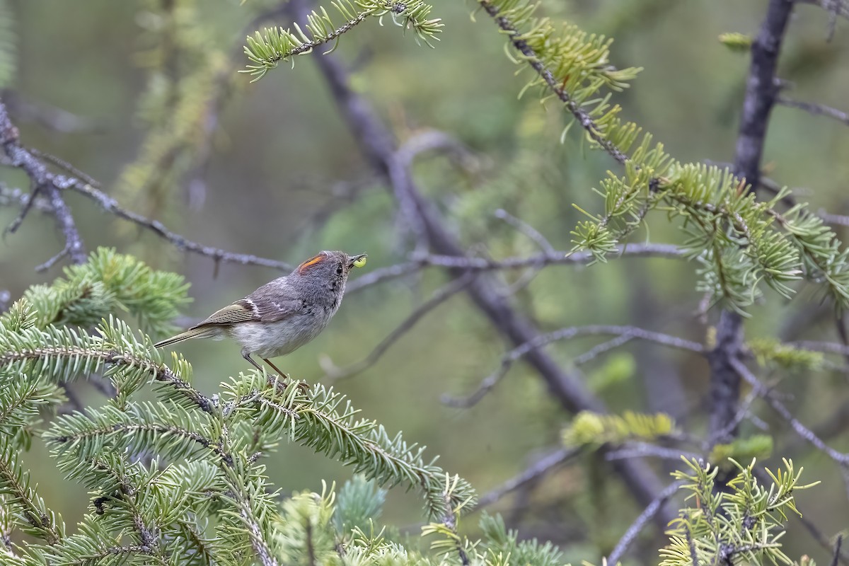Ruby-crowned Kinglet - ML646089952