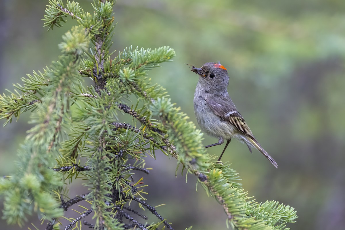 Ruby-crowned Kinglet - ML646089953
