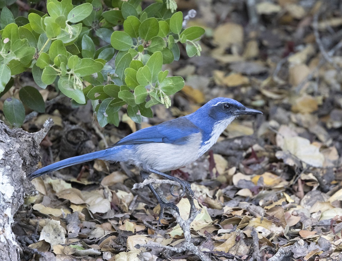 Island Scrub-Jay - ML646089955