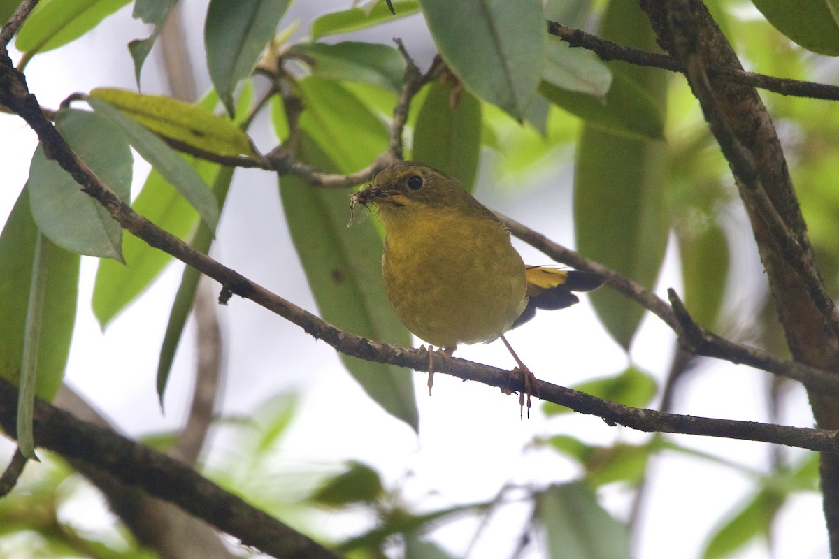 Golden Bush-Robin - ML646089969