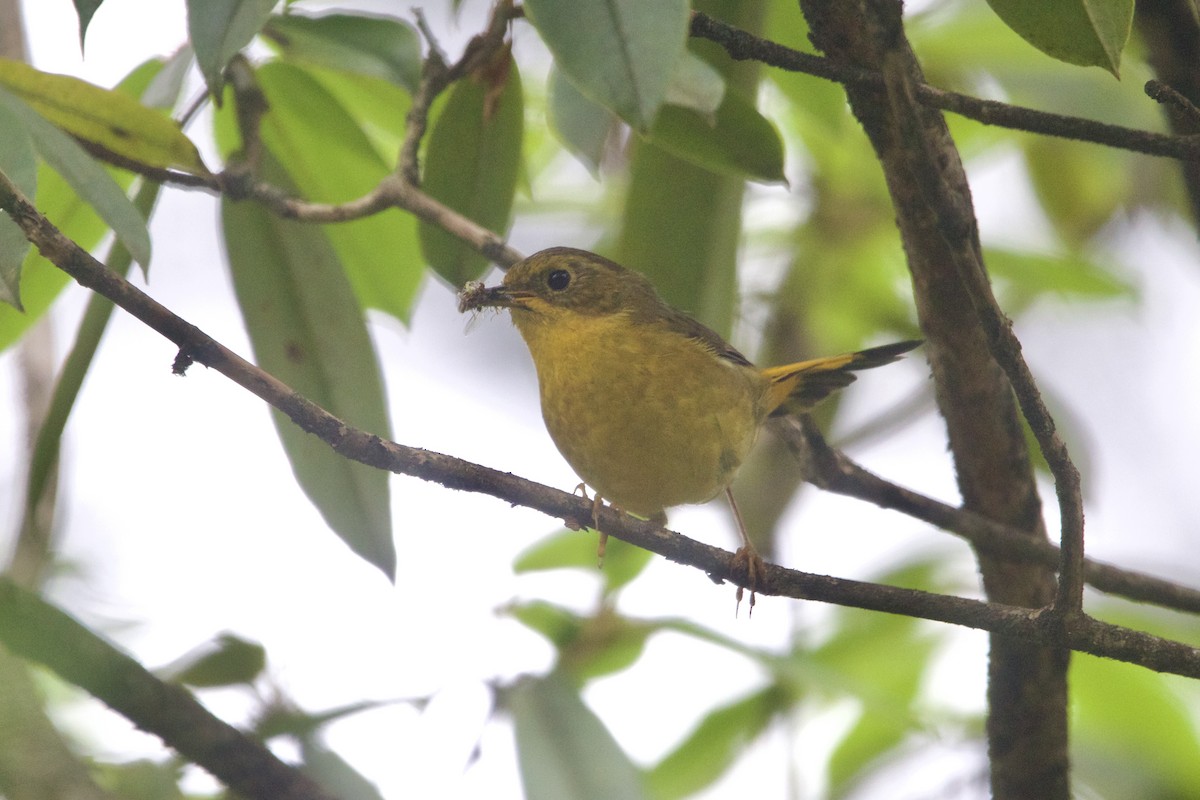 Golden Bush-Robin - ML646089970