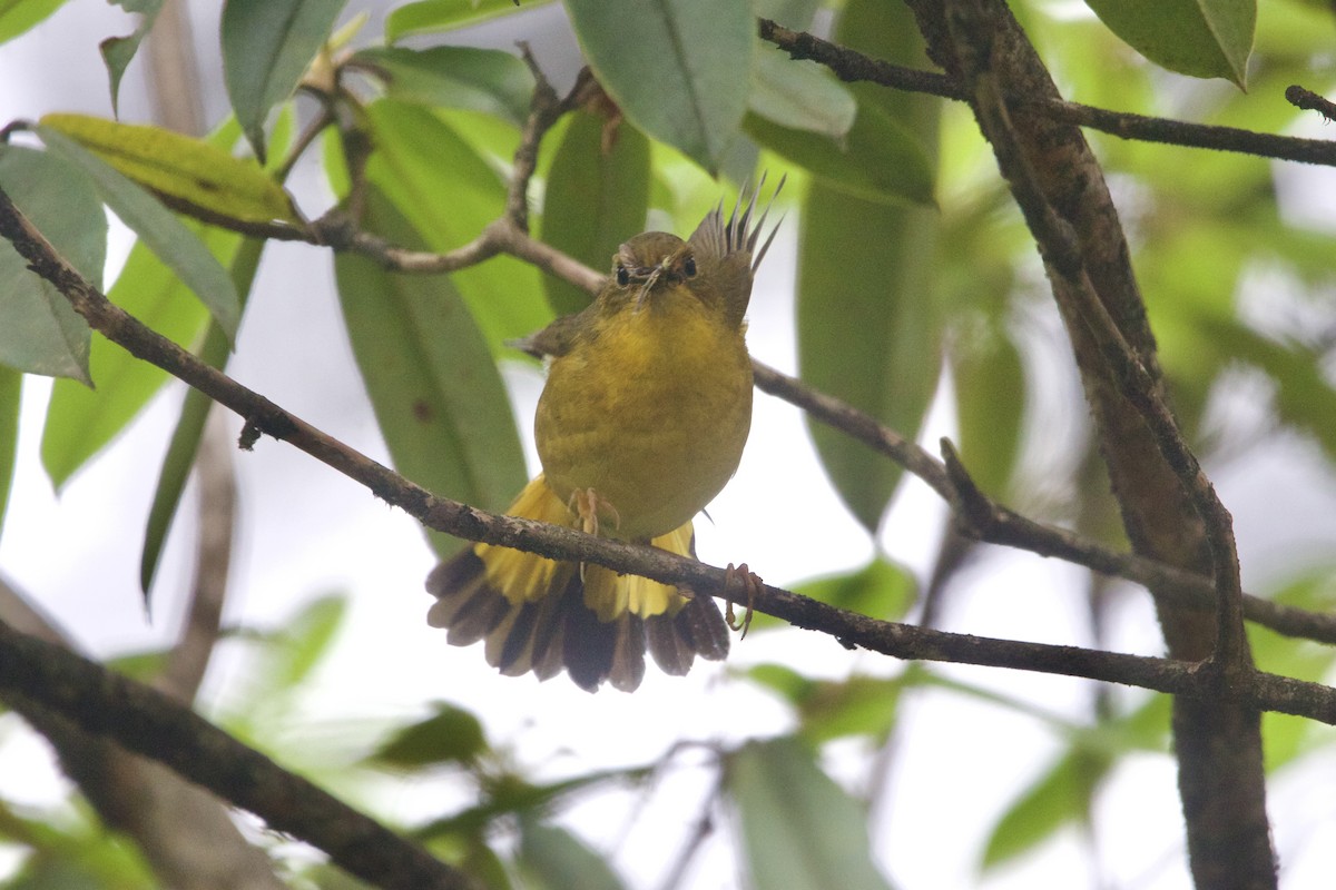 Golden Bush-Robin - ML646089971