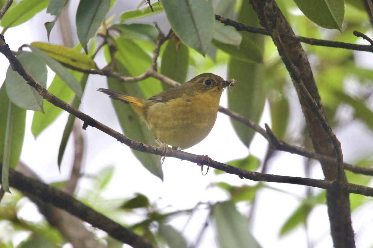 Golden Bush-Robin - ML646089972