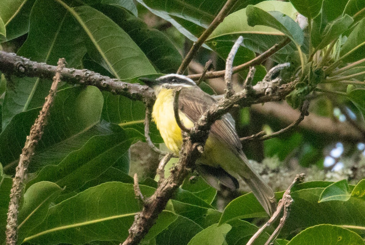 Golden-bellied Flycatcher - ML646089973
