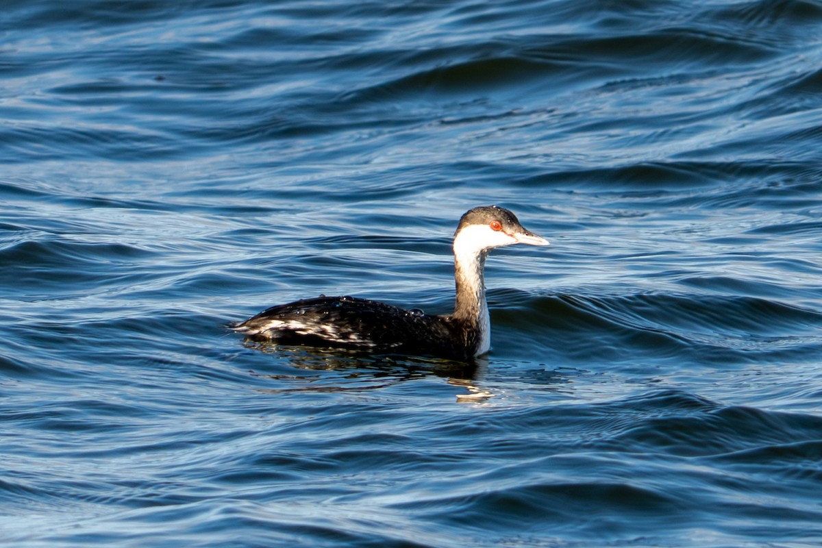 potápka žlutorohá - ML646089983