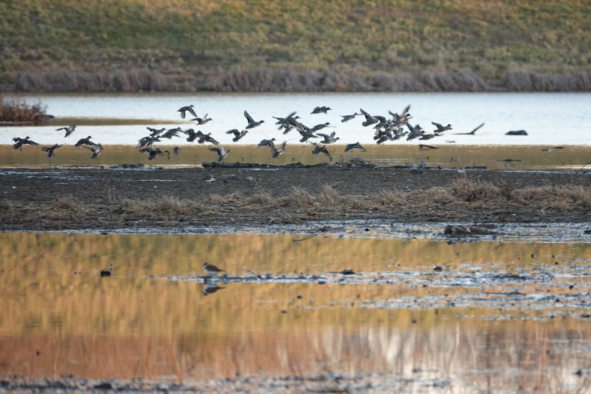 Green-winged Teal - ML646089987