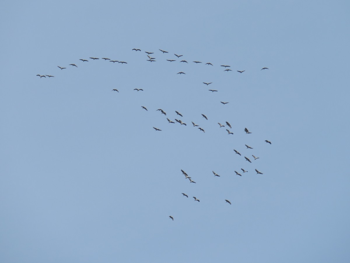 Sandhill Crane - ML646089988