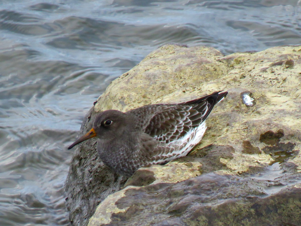 Purple Sandpiper - ML646089991