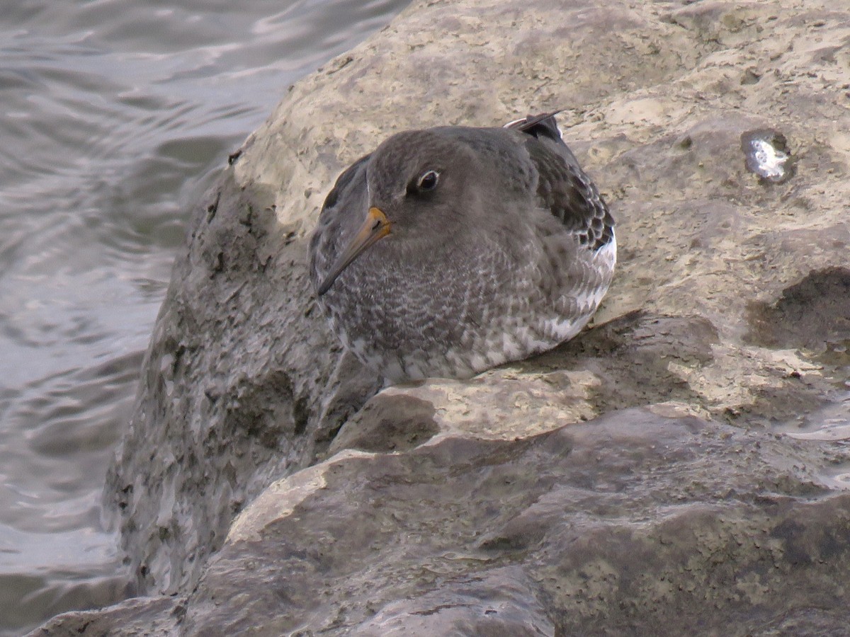 Purple Sandpiper - ML646089992