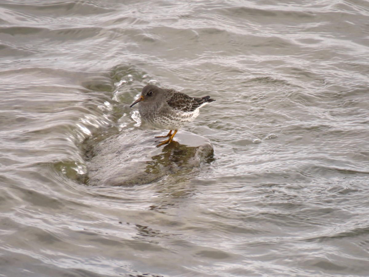 Purple Sandpiper - ML646089994