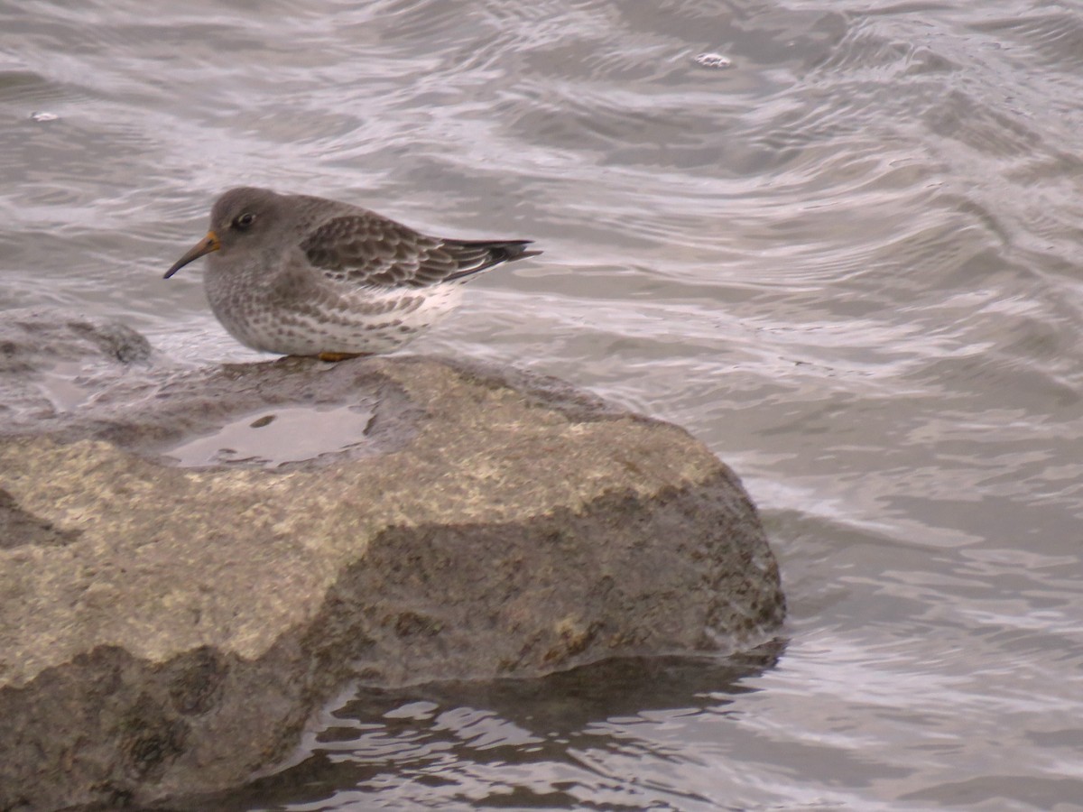 Purple Sandpiper - ML646089998