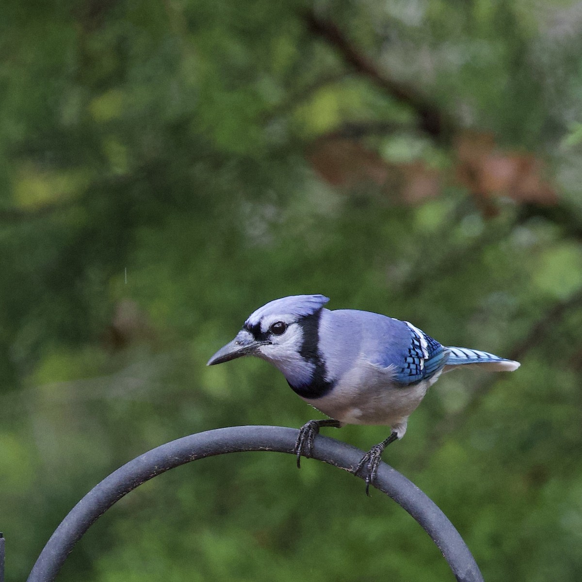 Сизойка блакитна - ML646090003