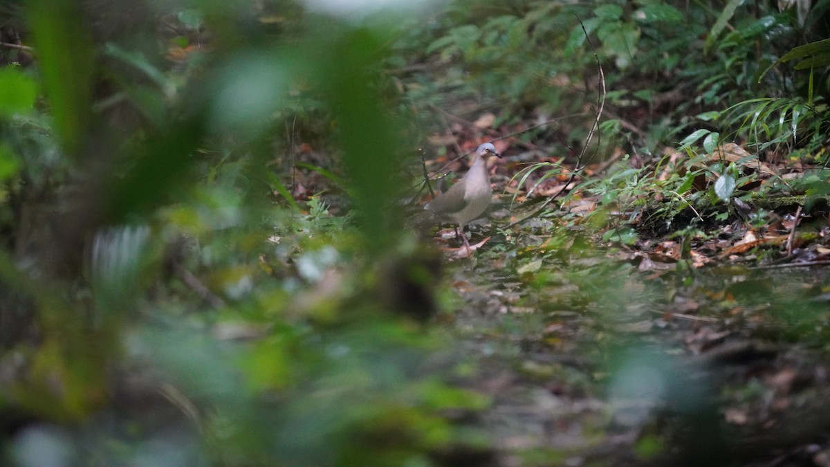 Gray-headed Dove - ML646090009
