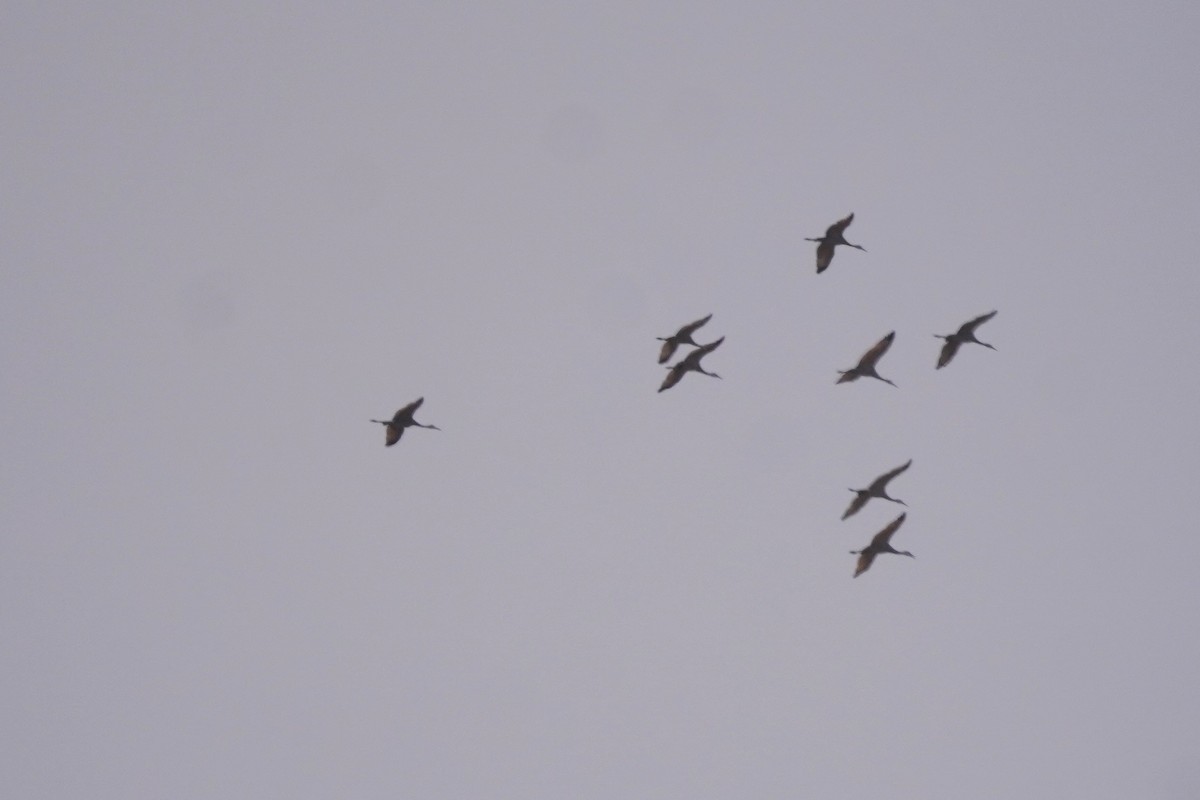 Sandhill Crane - ML646090041