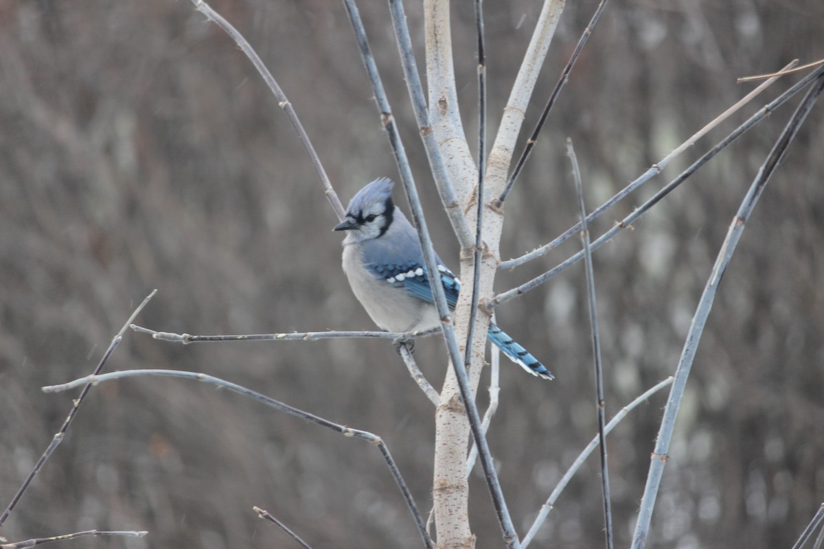 Сизойка блакитна - ML646090043