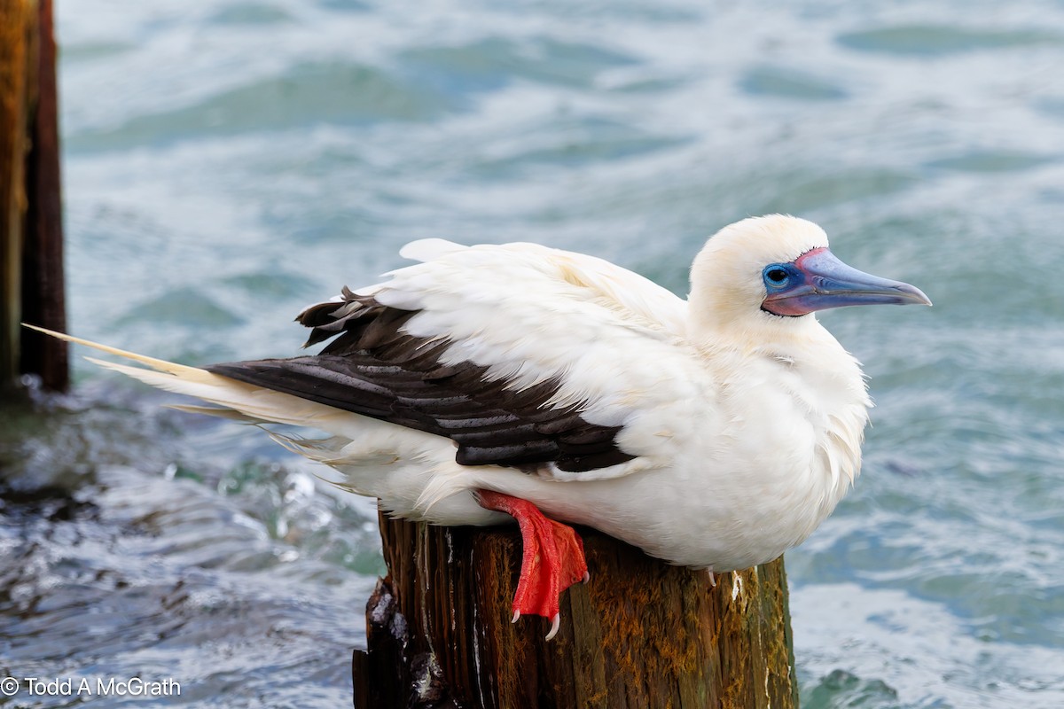 סולה אדומת-רגל - ML646090047