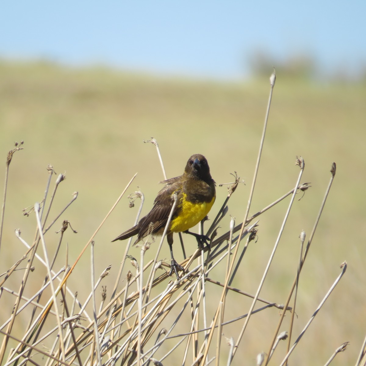 Brown-and-yellow Marshbird - ML646090048