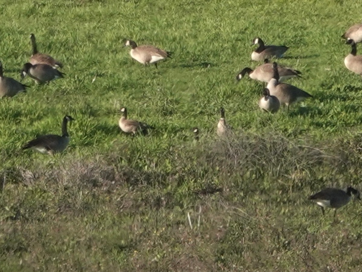 小加拿大雁 - ML646090050