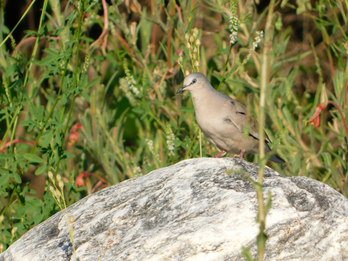 Picui Ground Dove - ML646090053