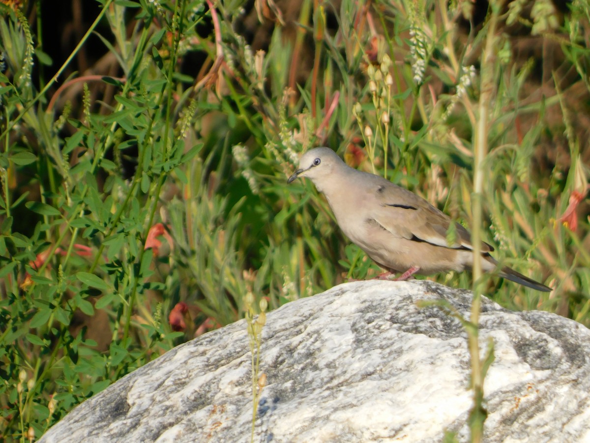 Picui Ground Dove - ML646090056
