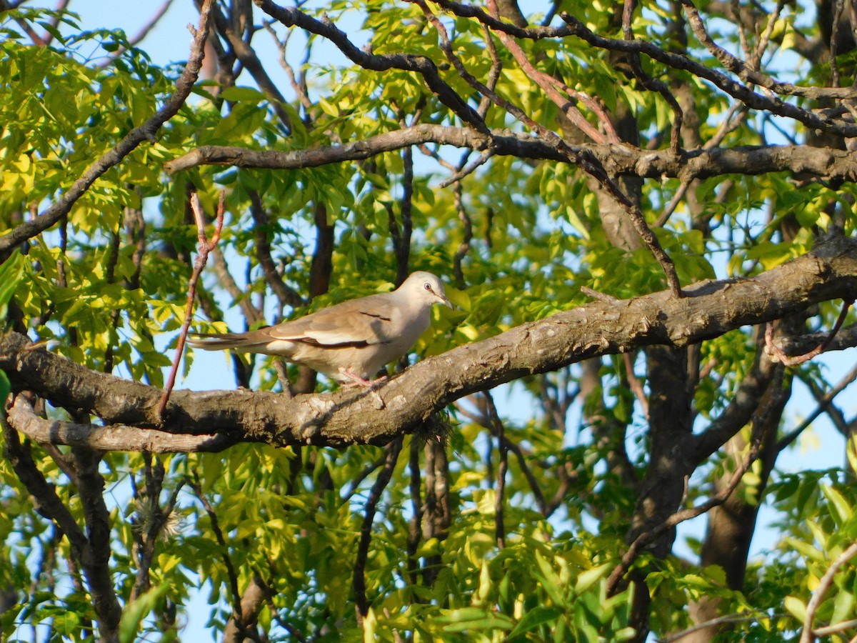 Picui Ground Dove - ML646090058