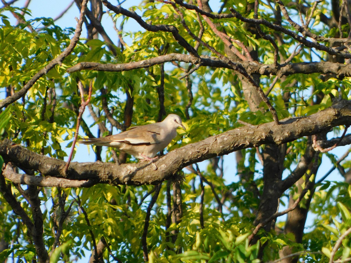 Picui Ground Dove - ML646090059