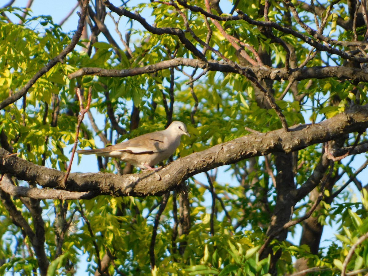 Picui Ground Dove - ML646090060