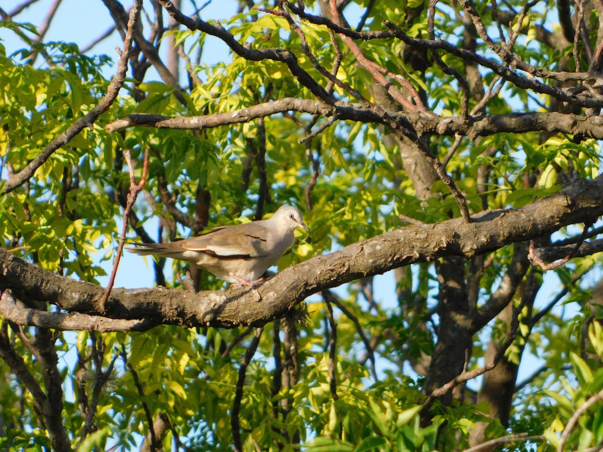 Picui Ground Dove - ML646090061