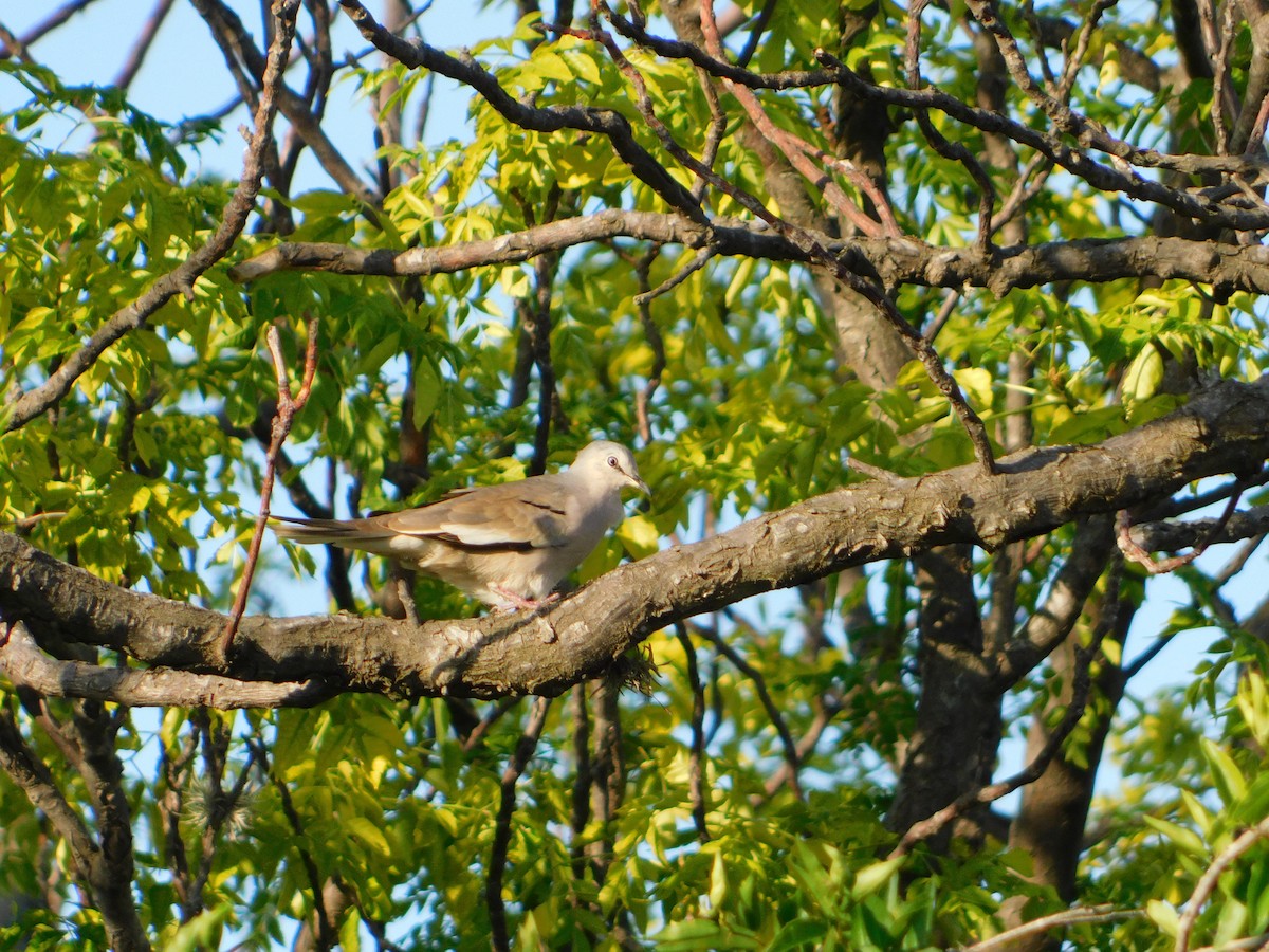 Picui Ground Dove - ML646090062