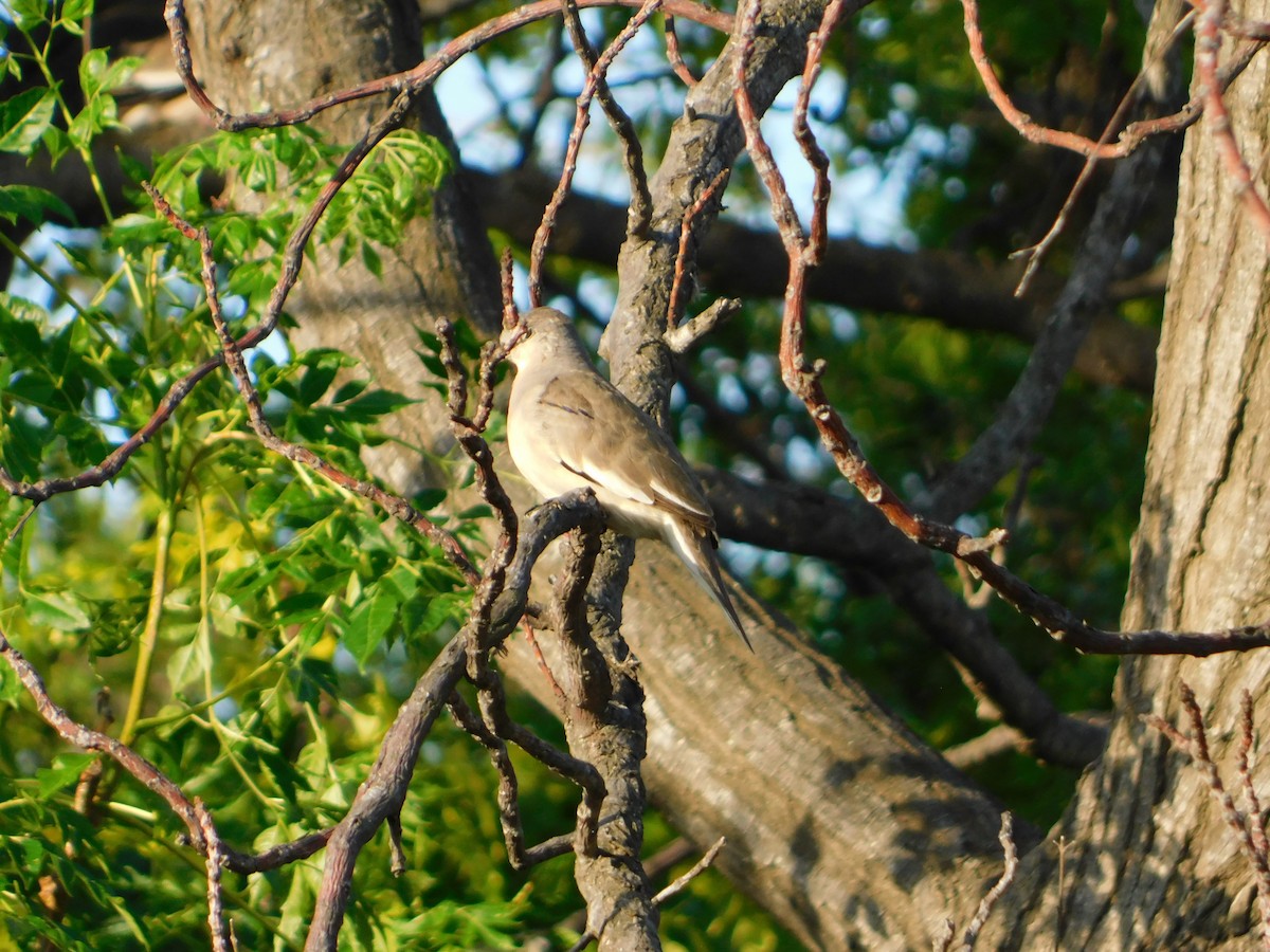 Picui Ground Dove - ML646090063