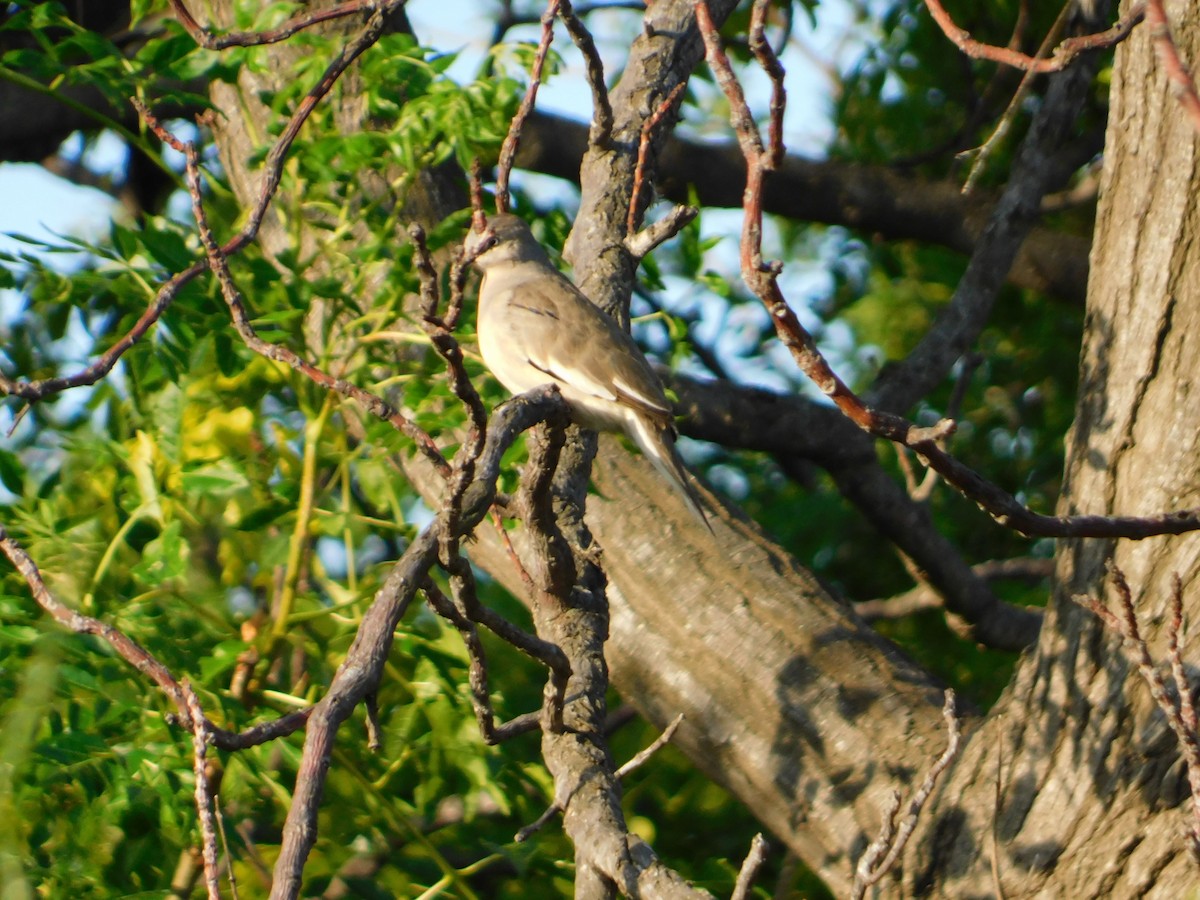 Picui Ground Dove - ML646090064