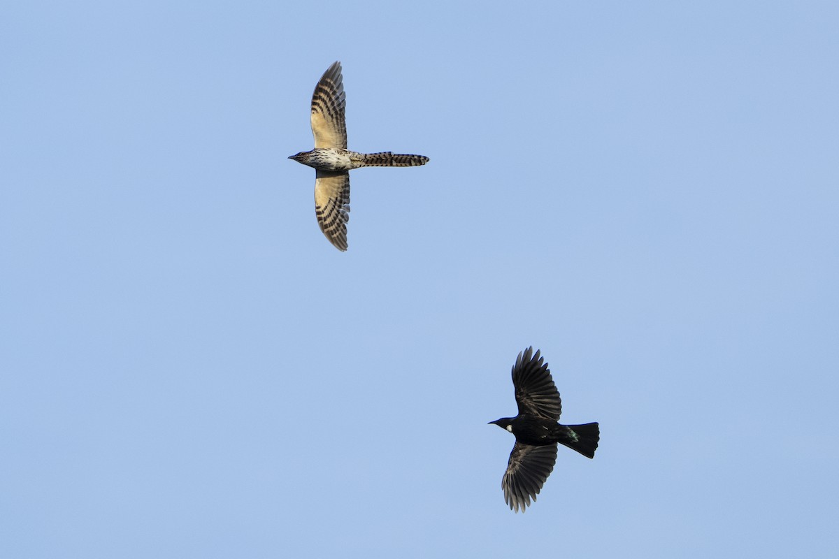 Long-tailed Koel - ML646090069