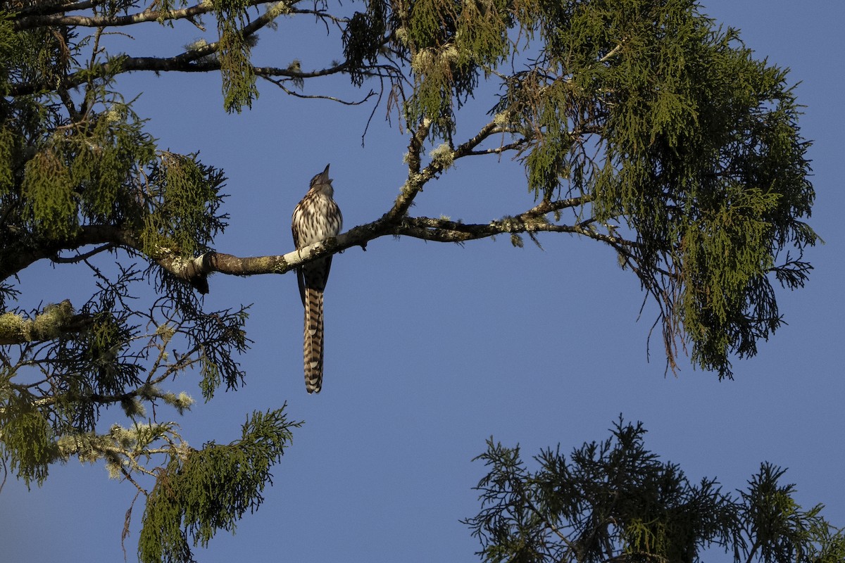 Long-tailed Koel - ML646090072