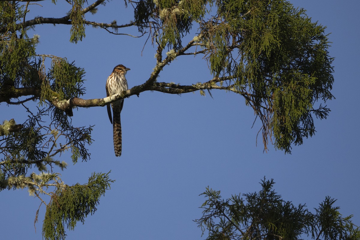 Long-tailed Koel - ML646090073