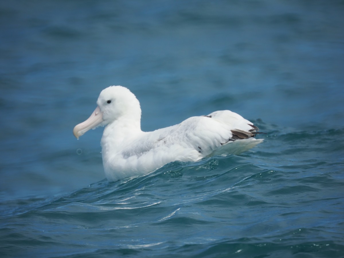 Diomedea exulans/dabbenena/antipodensis - ML646090085