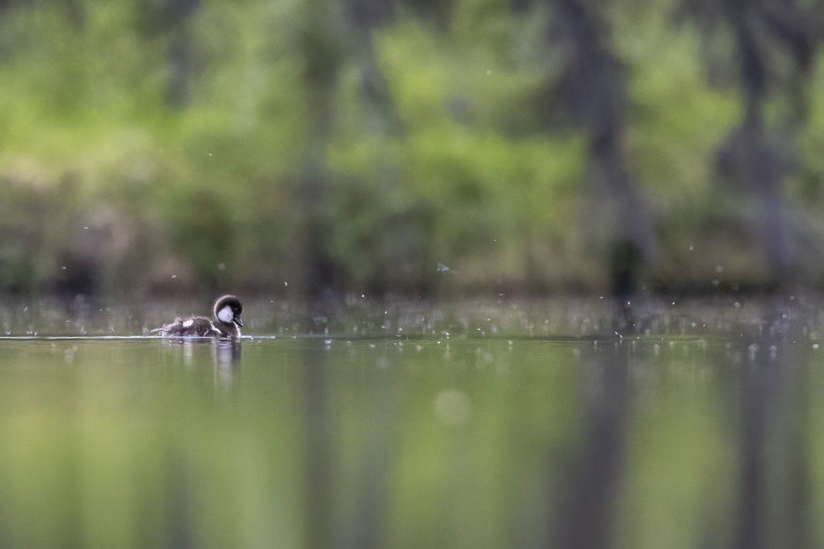 Macreuse à ailes blanches - ML646090110