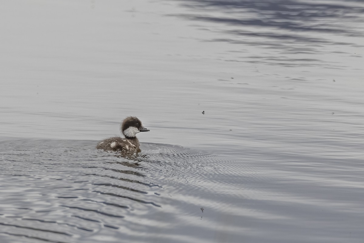 Macreuse à ailes blanches - ML646090111