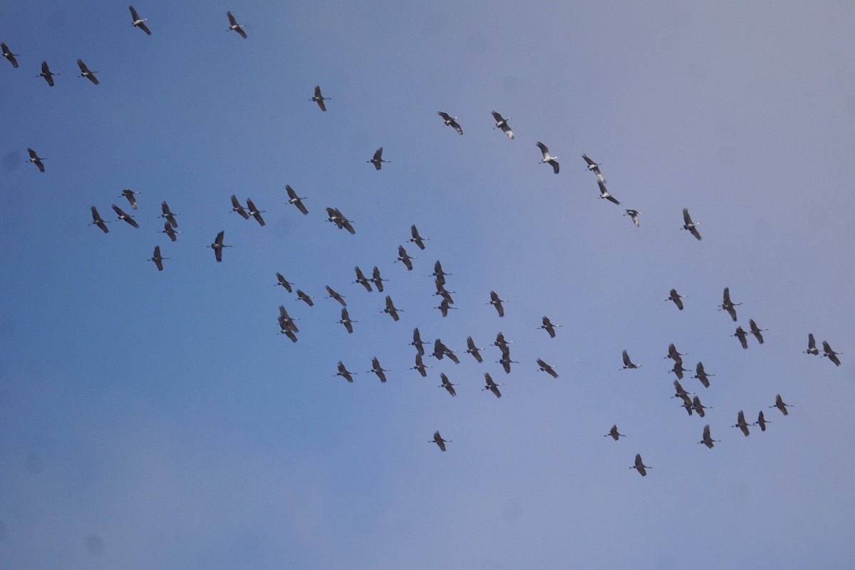 Sandhill Crane - ML646090112
