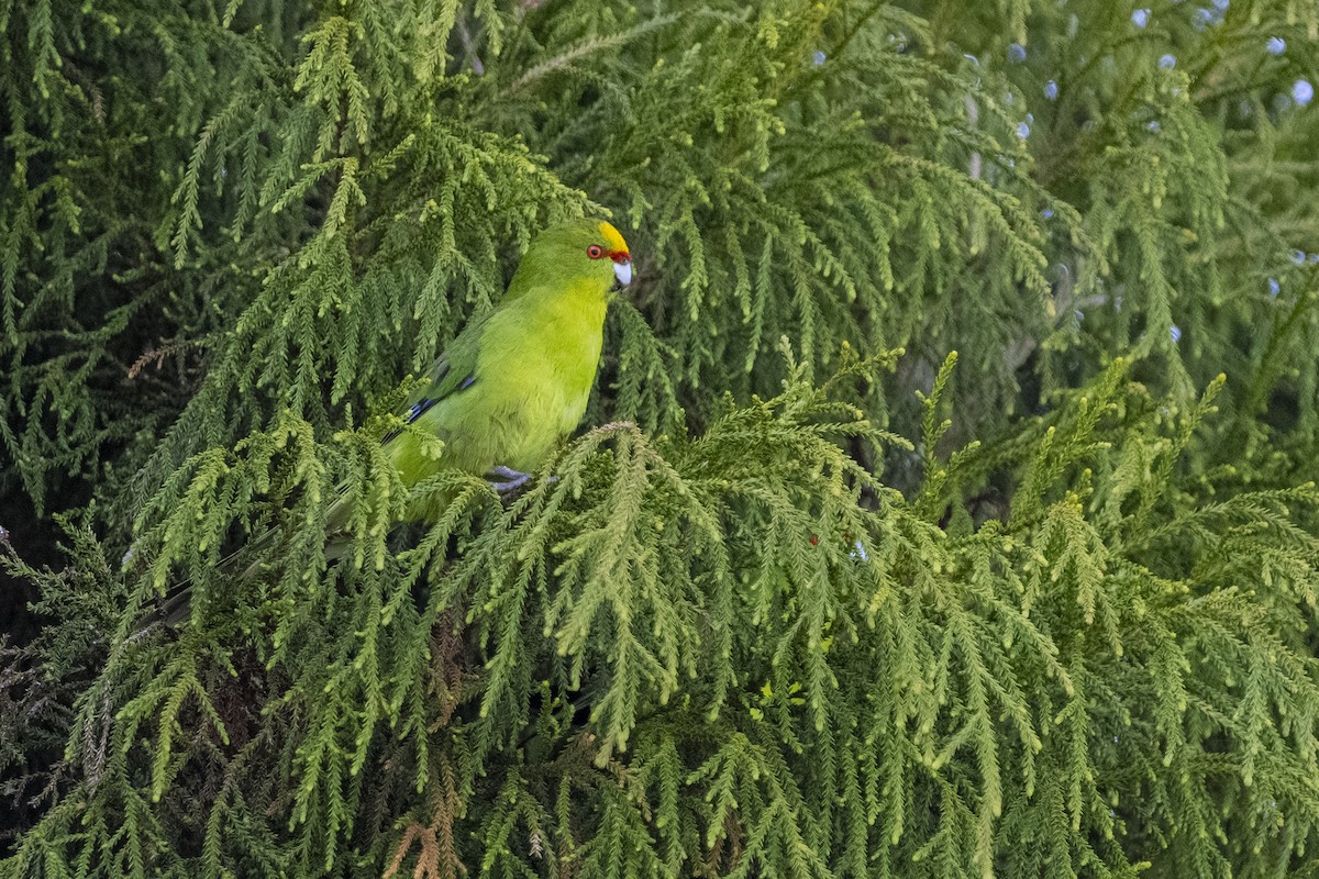 Yellow-crowned Parakeet - ML646090114
