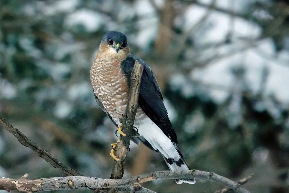 Sharp-shinned Hawk - ML646090139