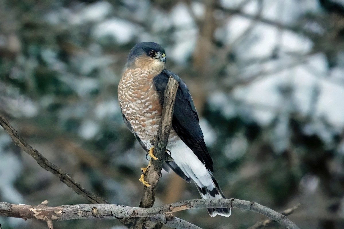 Sharp-shinned Hawk - ML646090140